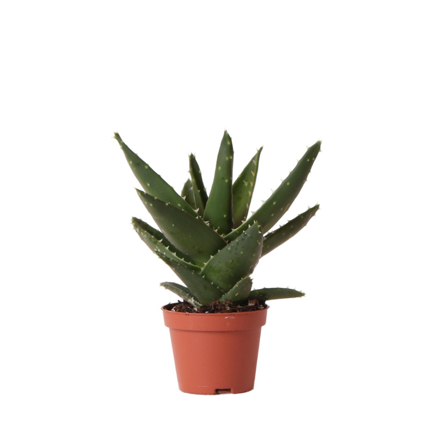 Sukkulente Aloe Brevifolia - "Kurzblättrige Aloe" - ⭥15cm