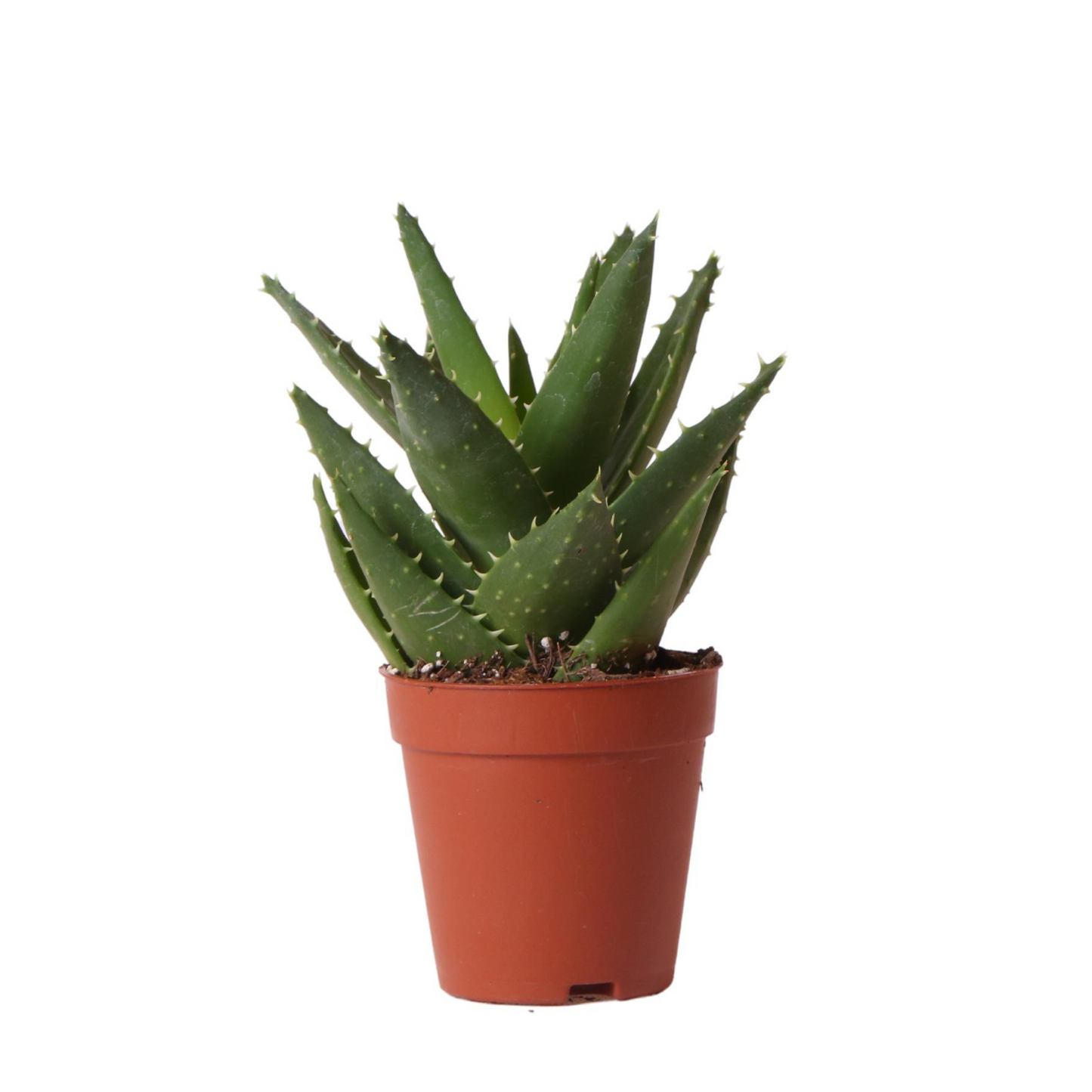 Sukkulente Aloe Brevifolia - "Kurzblättrige Aloe" - ⭥20cm