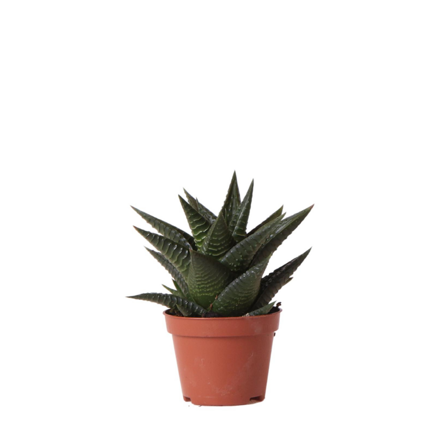 Sukkulente Haworthia Limifolia - "Filefarn-Haworthie" - ⭥11cm