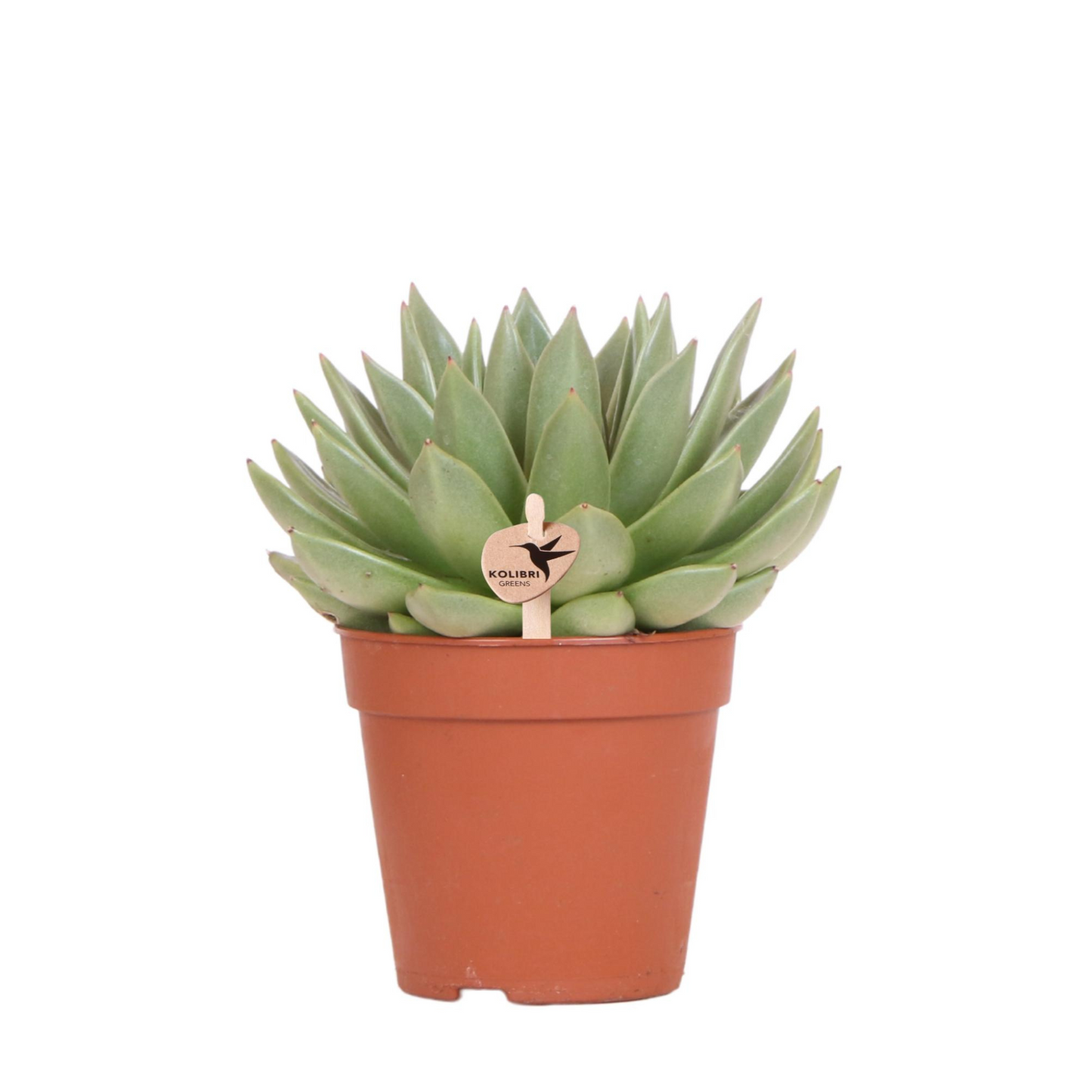 Sukkulente Echeveria "Miranda" - ⭥20cm