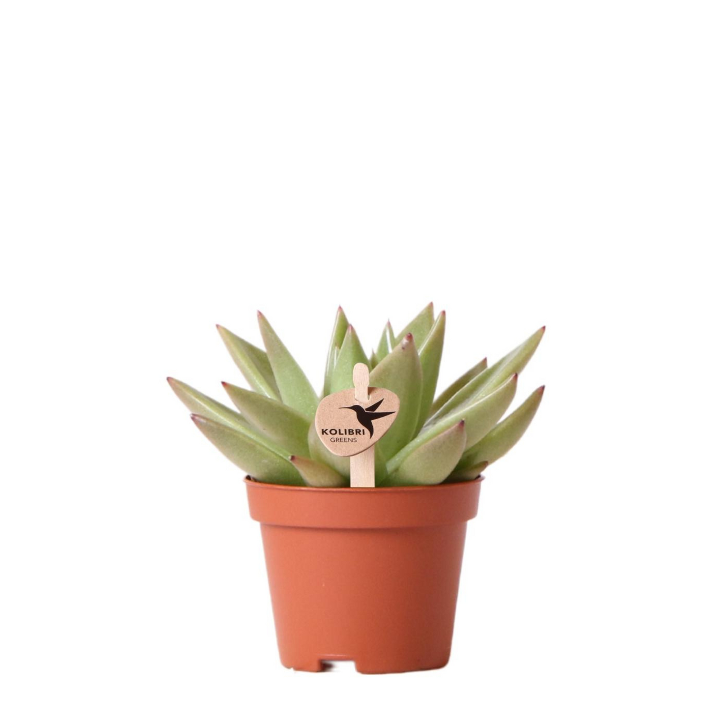 Sukkulente Echeveria "Miranda" - ⭥9cm