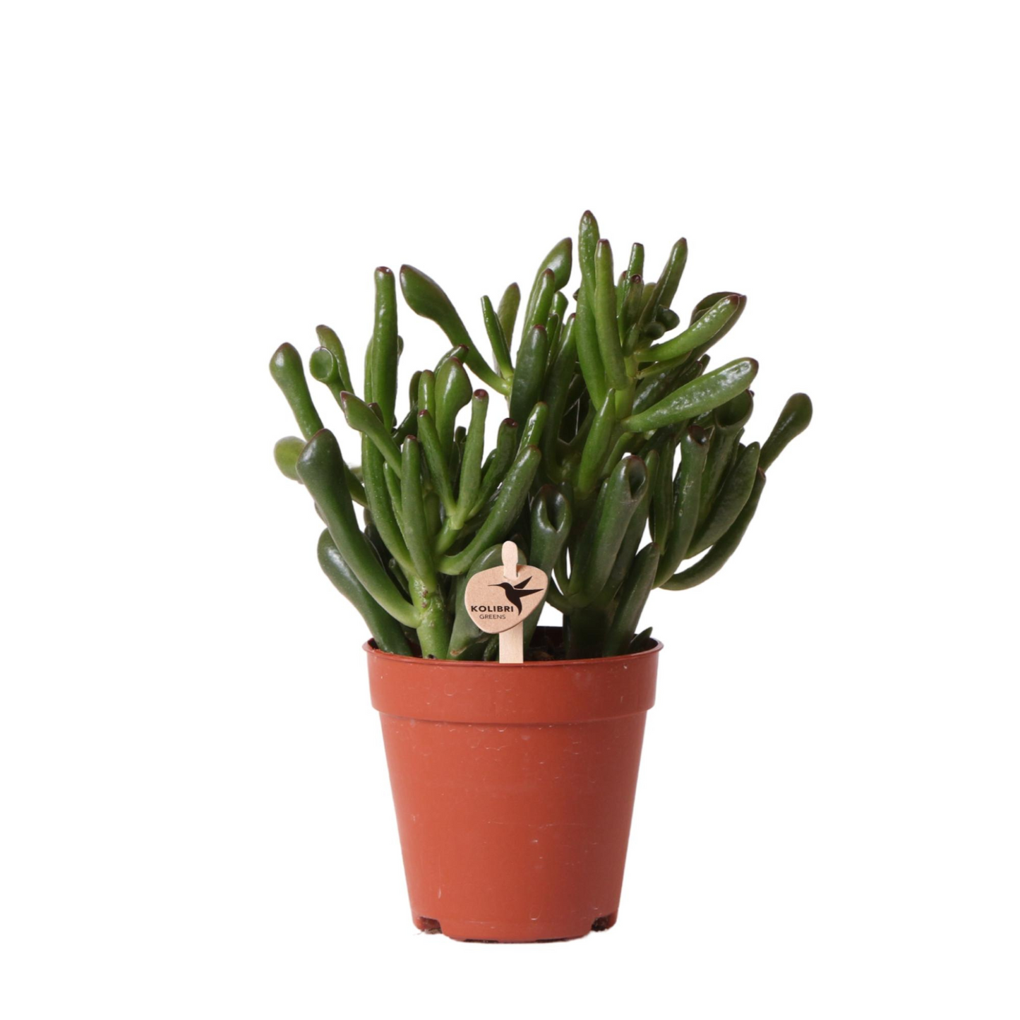 Sukkulente Crassula Ovata Hobbit - "Löffelbaum" - ⭥18cm