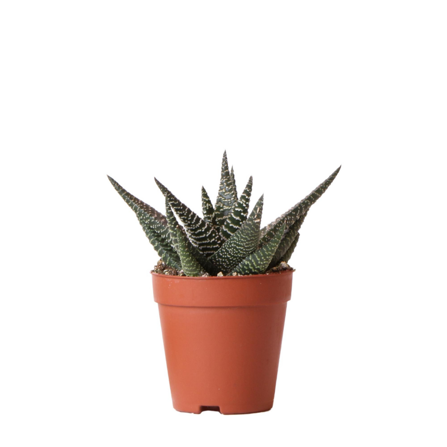 Sukkulente Haworthia "Royal Highnness" - ⭥15cm