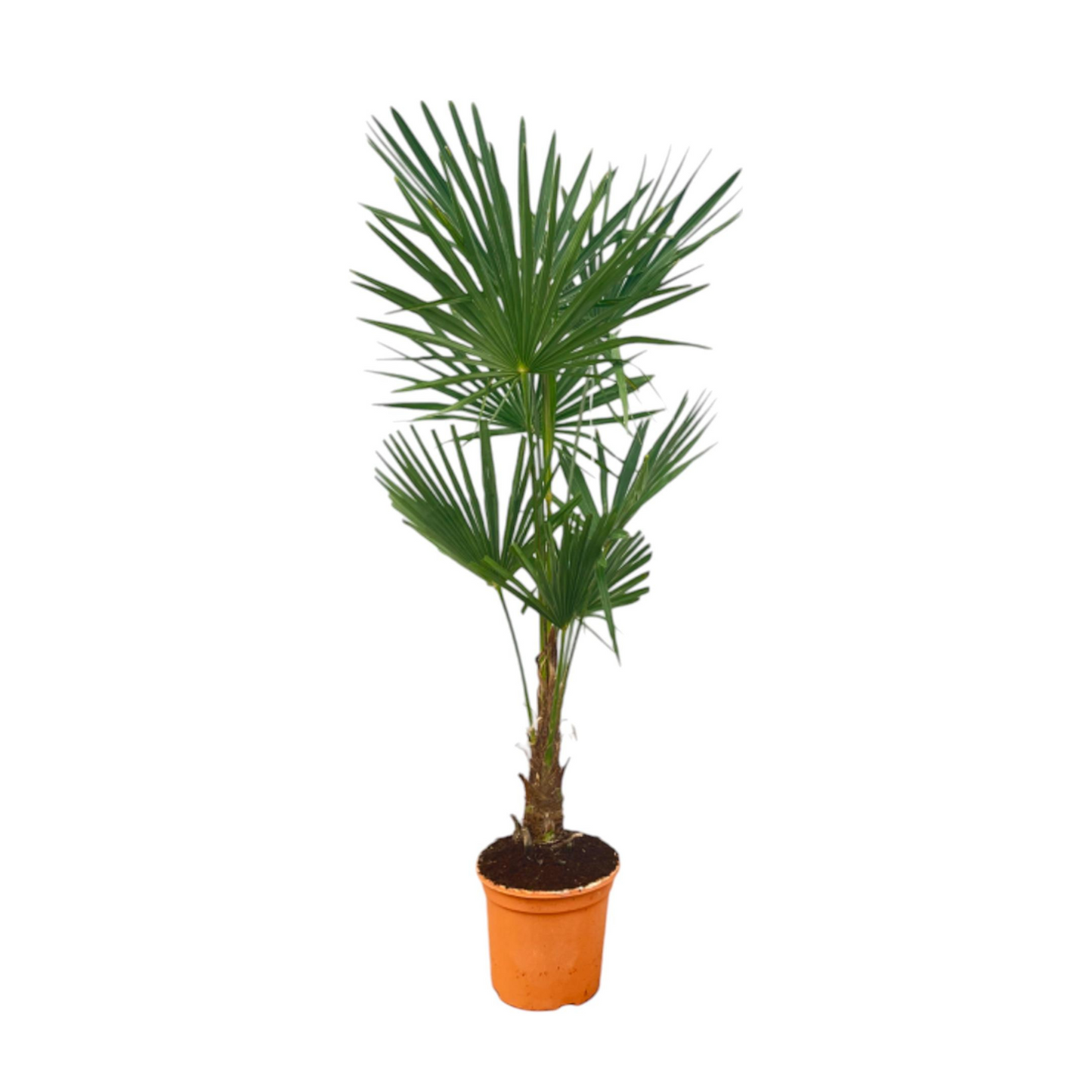 Trachycarpus Fortunei - "Chinesische Hanfpalme" - ⭥100cm
