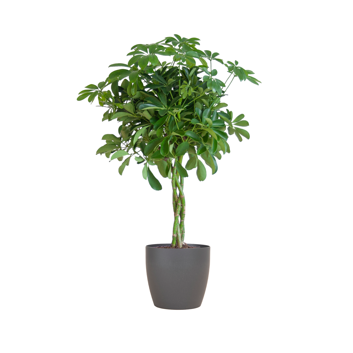 Schefflera Arab Nora - ⭥70cm - mit Pflanztopf Viber in Grau