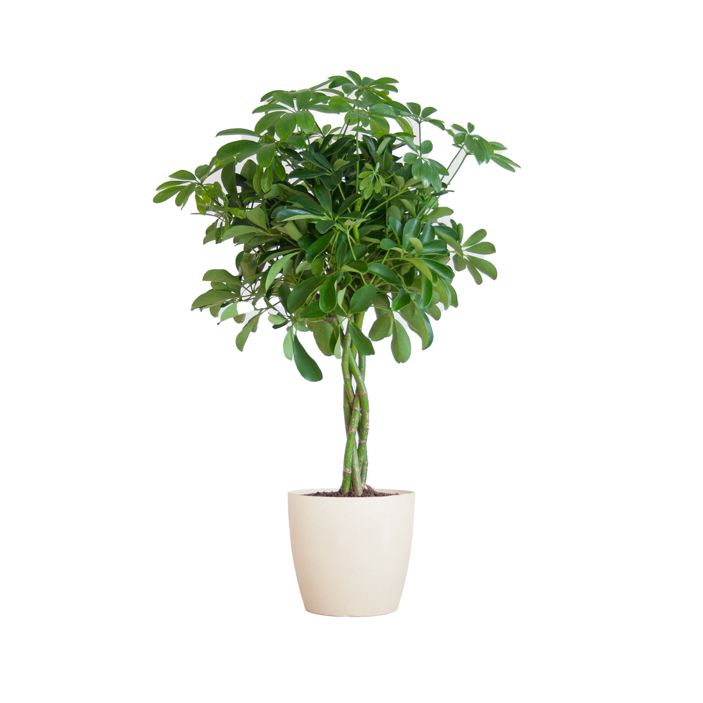 Schefflera Arab Nora - ⭥70cm - mit Pflanztopf Viber in Weiß
