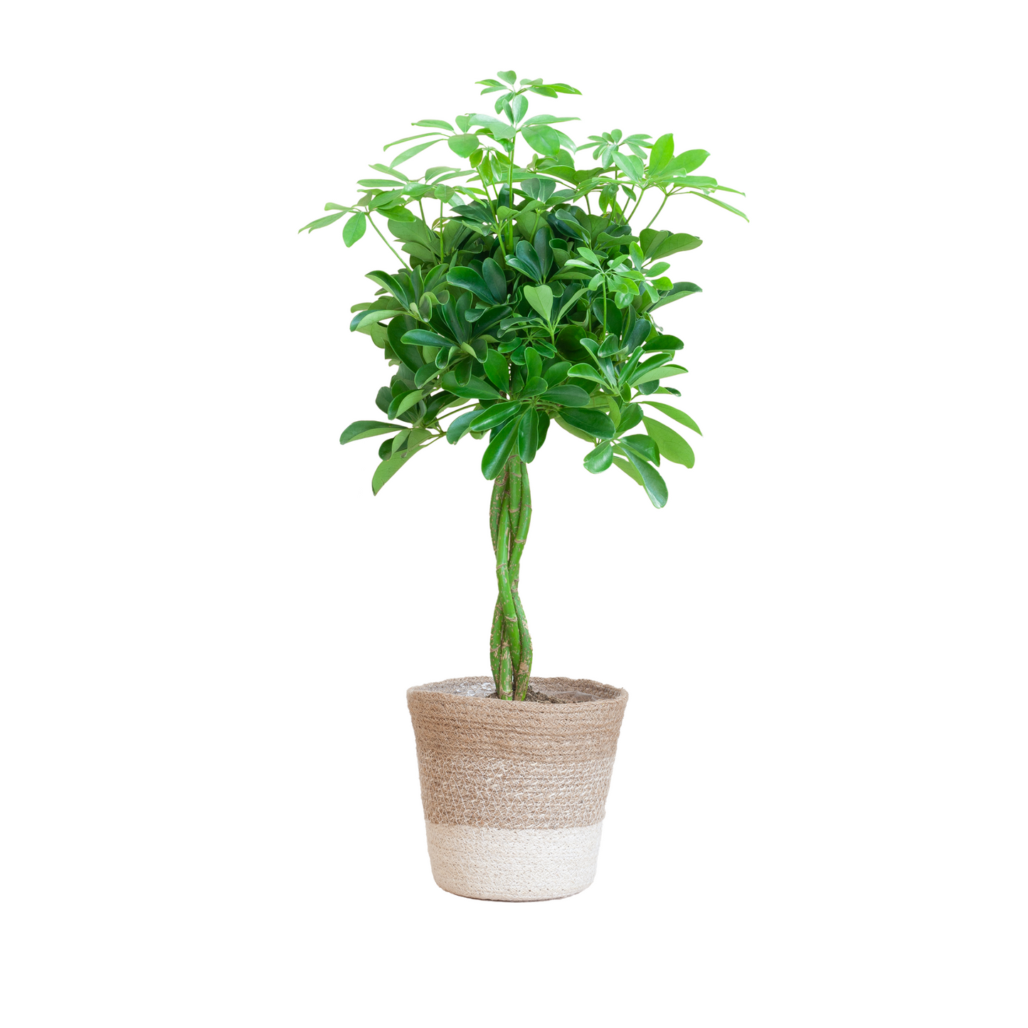 Schefflera Arab Nora - ⭥70cm - mit Pflanzkorb Lissabon in Weiß