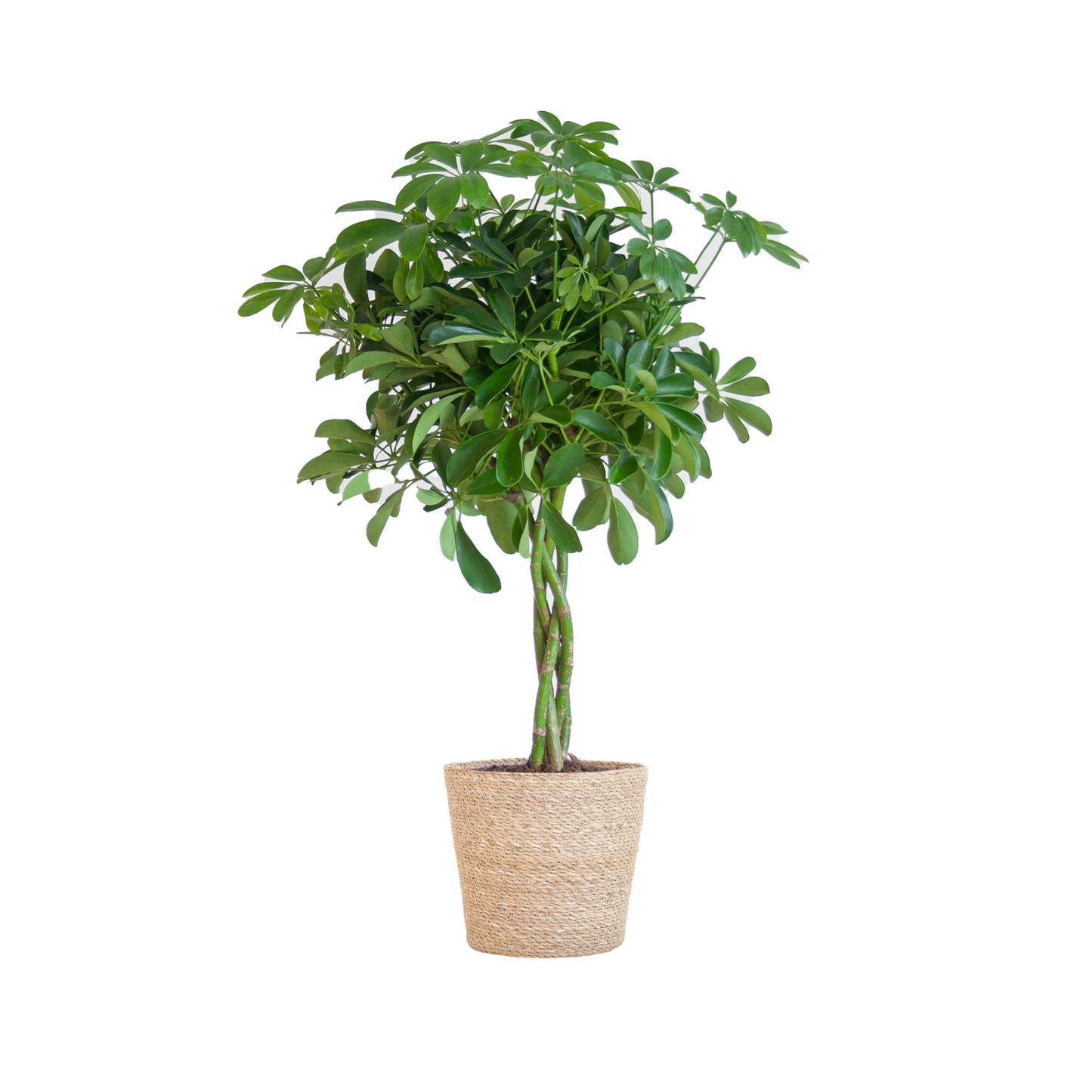 Schefflera Arab Nora - ⭥70cm - mit Pflanzkorb Sofia
