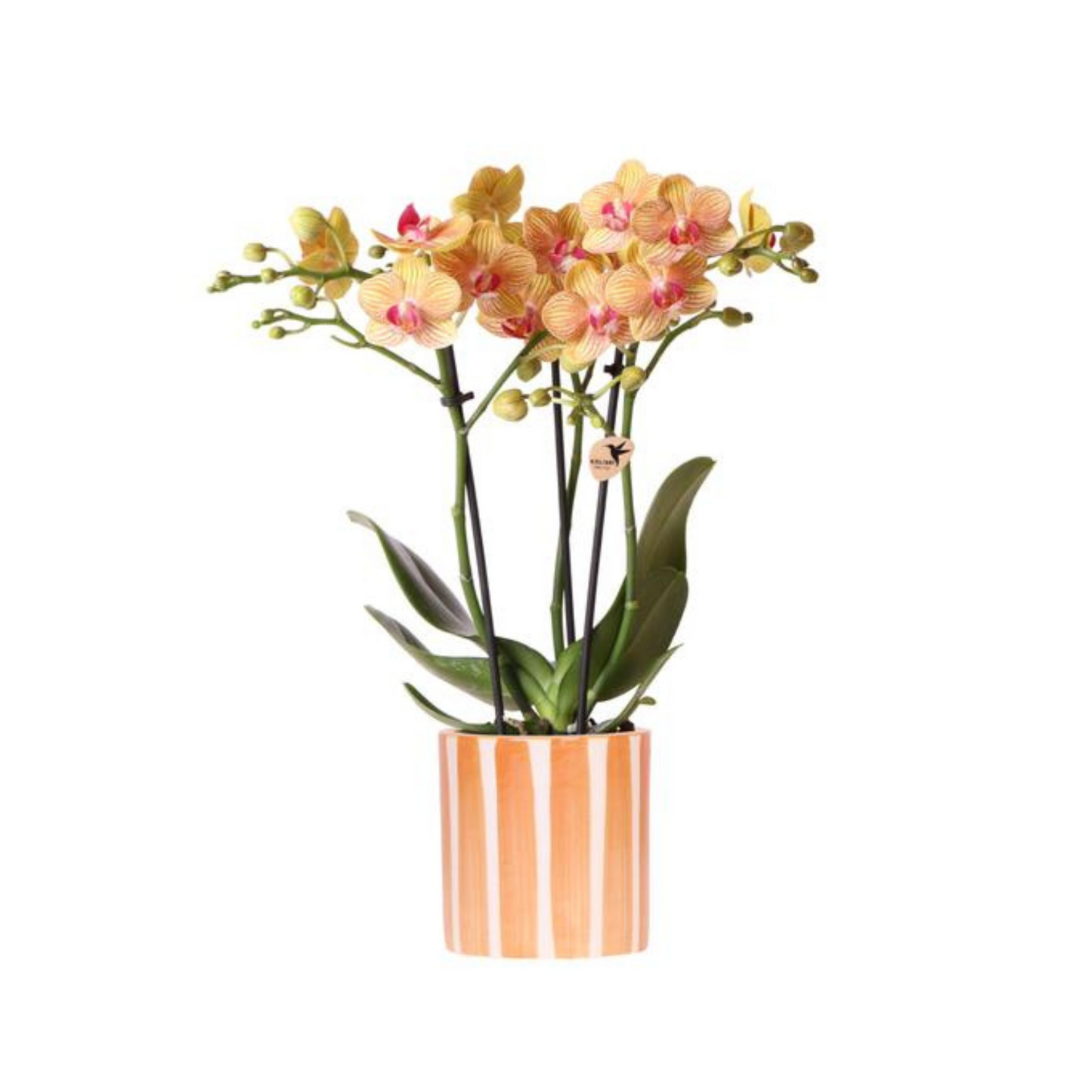 Schmetterlingsorchidee "Bolzano" - ⭥35cm - mit Ziertopf Painted Stripe in Orange