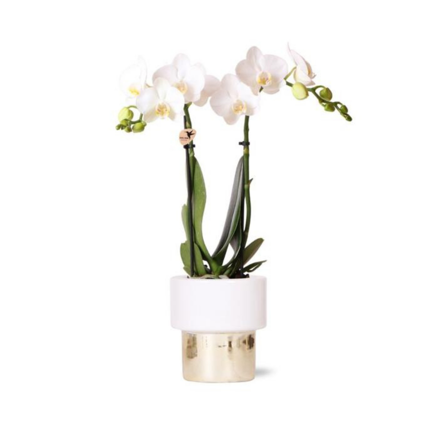 Schmetterlingsorchidee "Amabilis" mit Ziertopf Lush in Gold