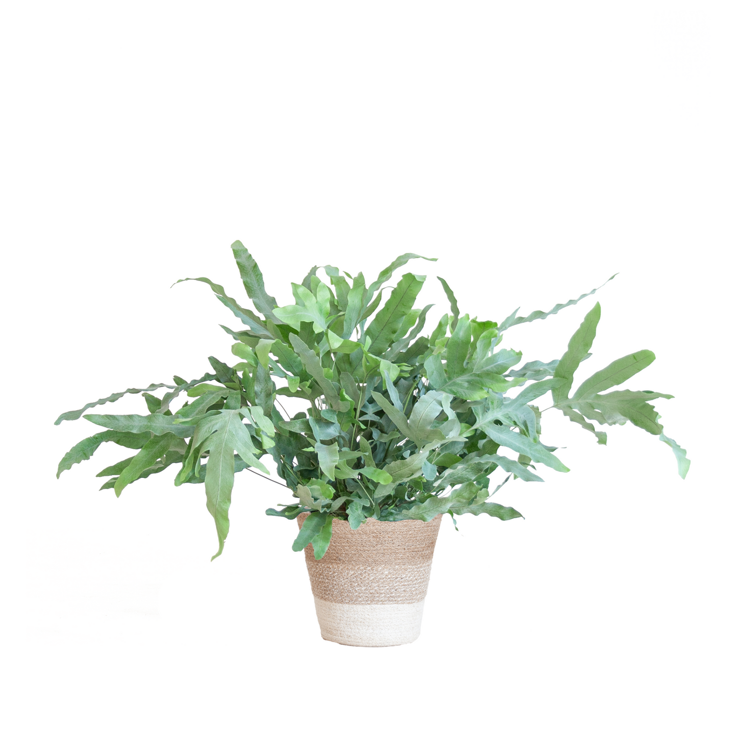 Phlebodium Aureum Blue Star - ⭥40cm - mit Pflanzkorb Lissabon in Weiß