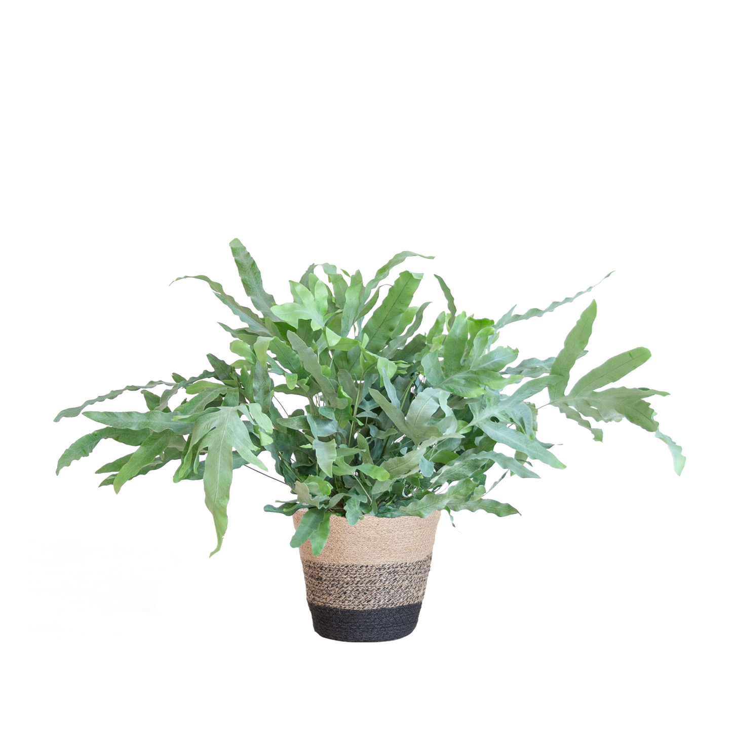 Phlebodium Aureum Blue Star - ⭥40cm - mit Pflanzkorb Lissabon in Schwarz