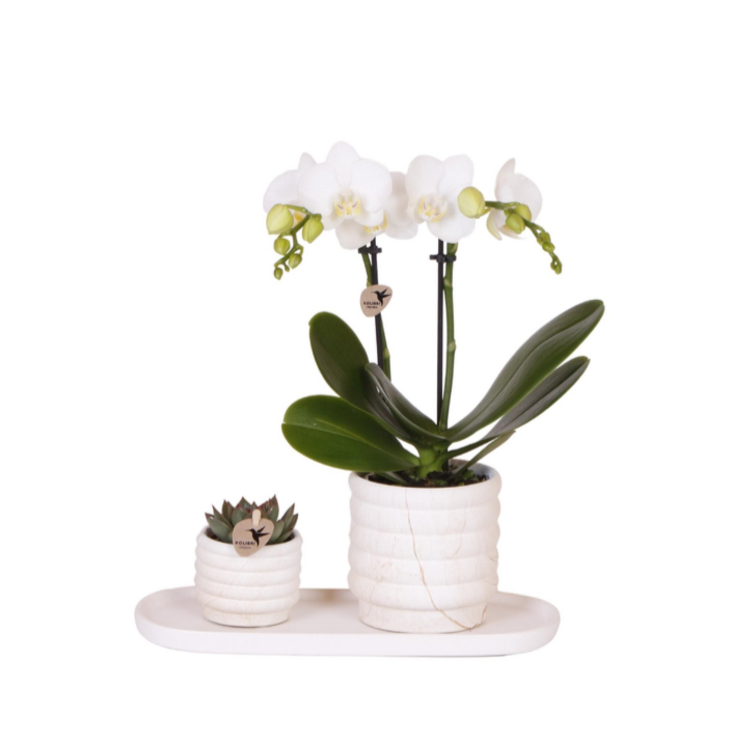 Sukkulente & Orchidee mit weißen Keramik Ziertöpfen und Tablett