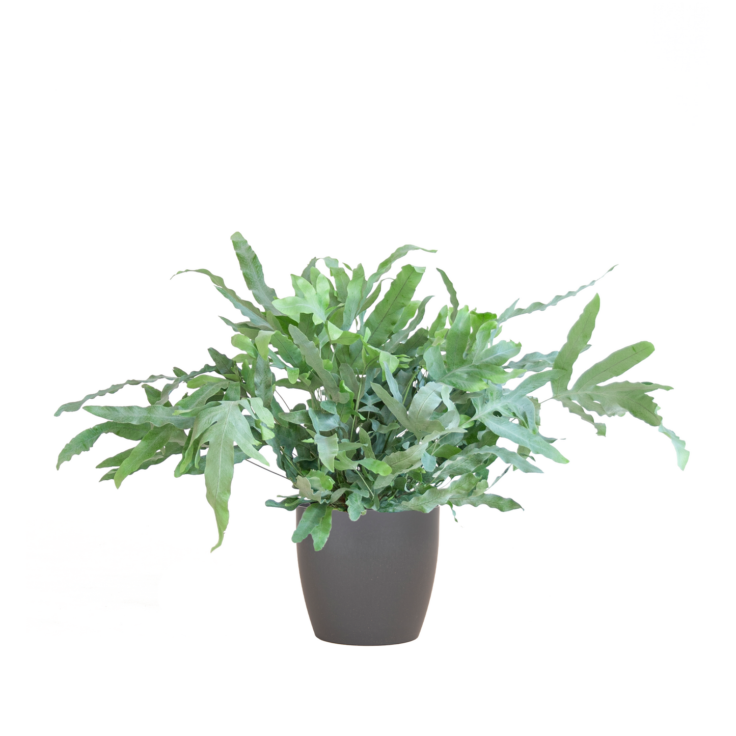 Phlebodium Aureum Blue Star - ⭥40cm - mit Pflanztopf Viber in Grau