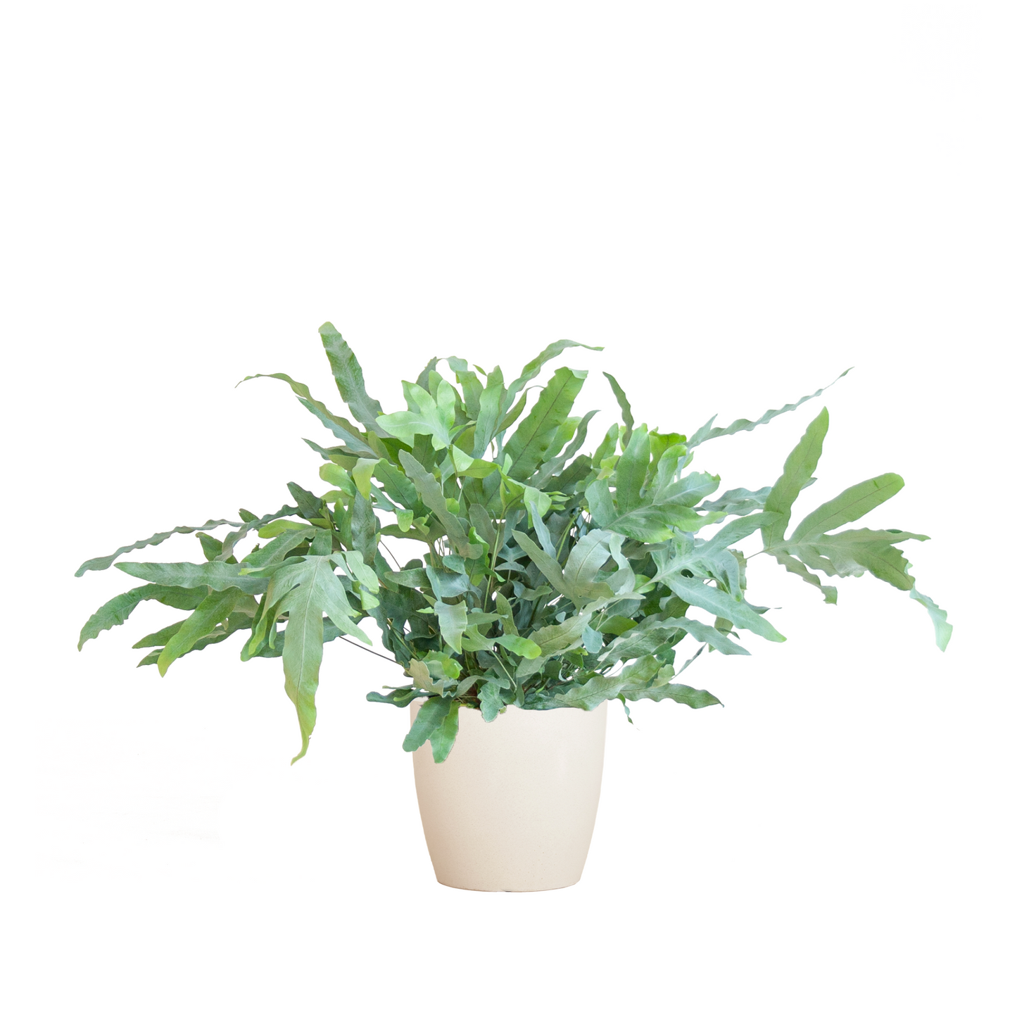 Phlebodium Aureum Blue Star - ⭥40cm - mit Pflanztopf Viber in Weiß