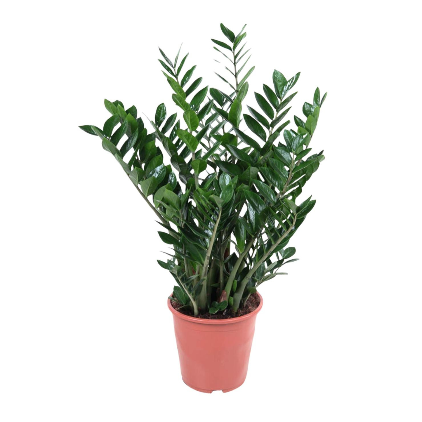 Zamioculcas Zamiifolia - "Glücksfeder" - ⭥100cm