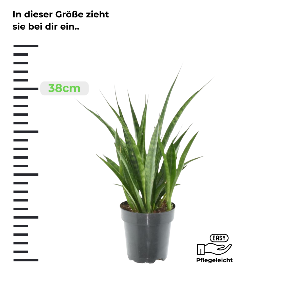 Sansevieria Kirkii Friends - Bogenhanf - ⭥38cm
