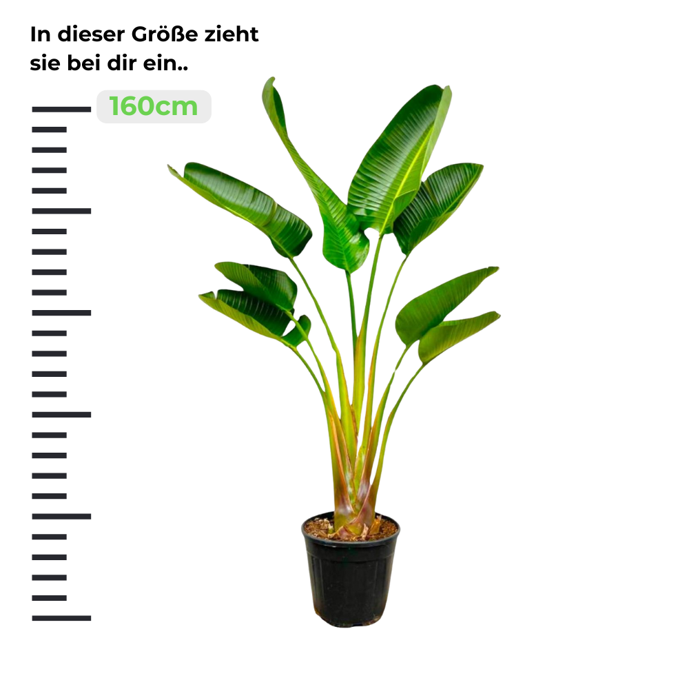 Strelitzia Augusta "Weiße Paradiesvogelblume" - ⭥160cm