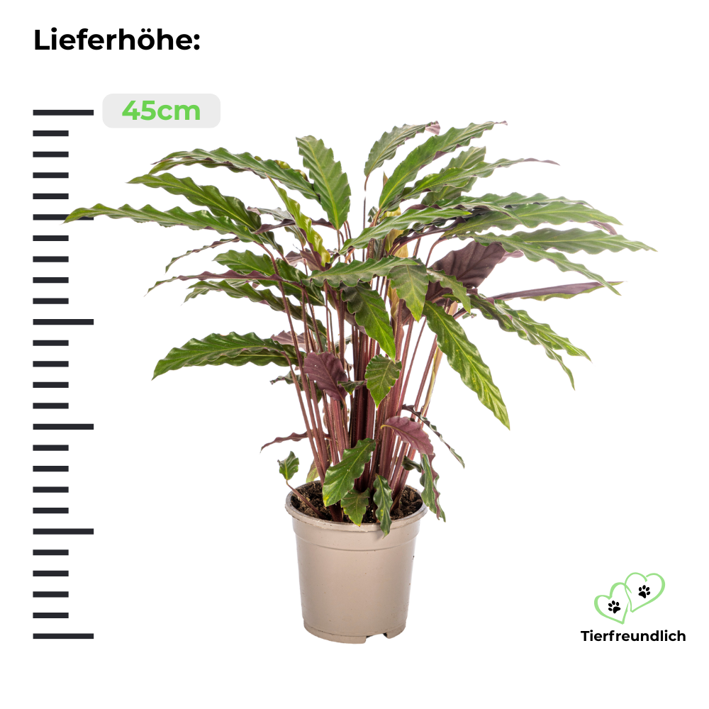 Calathea Rufibarba - ⭥45cm