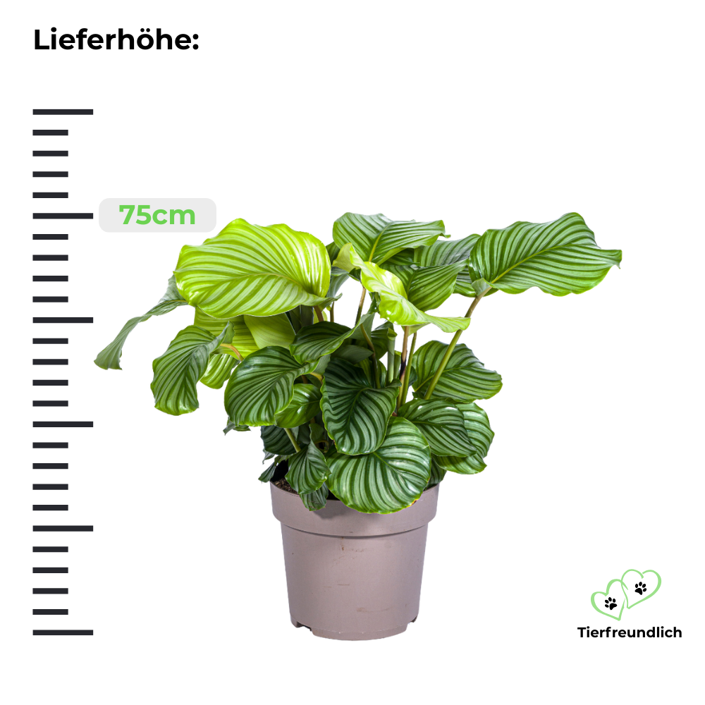 Calathea Orbifolia - ⭥75cm