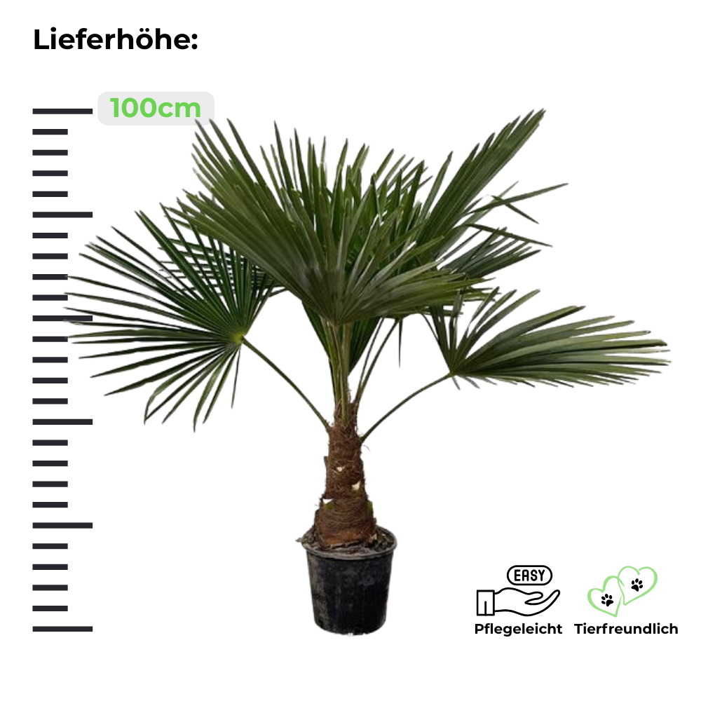 Trachycarpus Fortunei "Chinesische Hanfpalme"- ⭥100cm