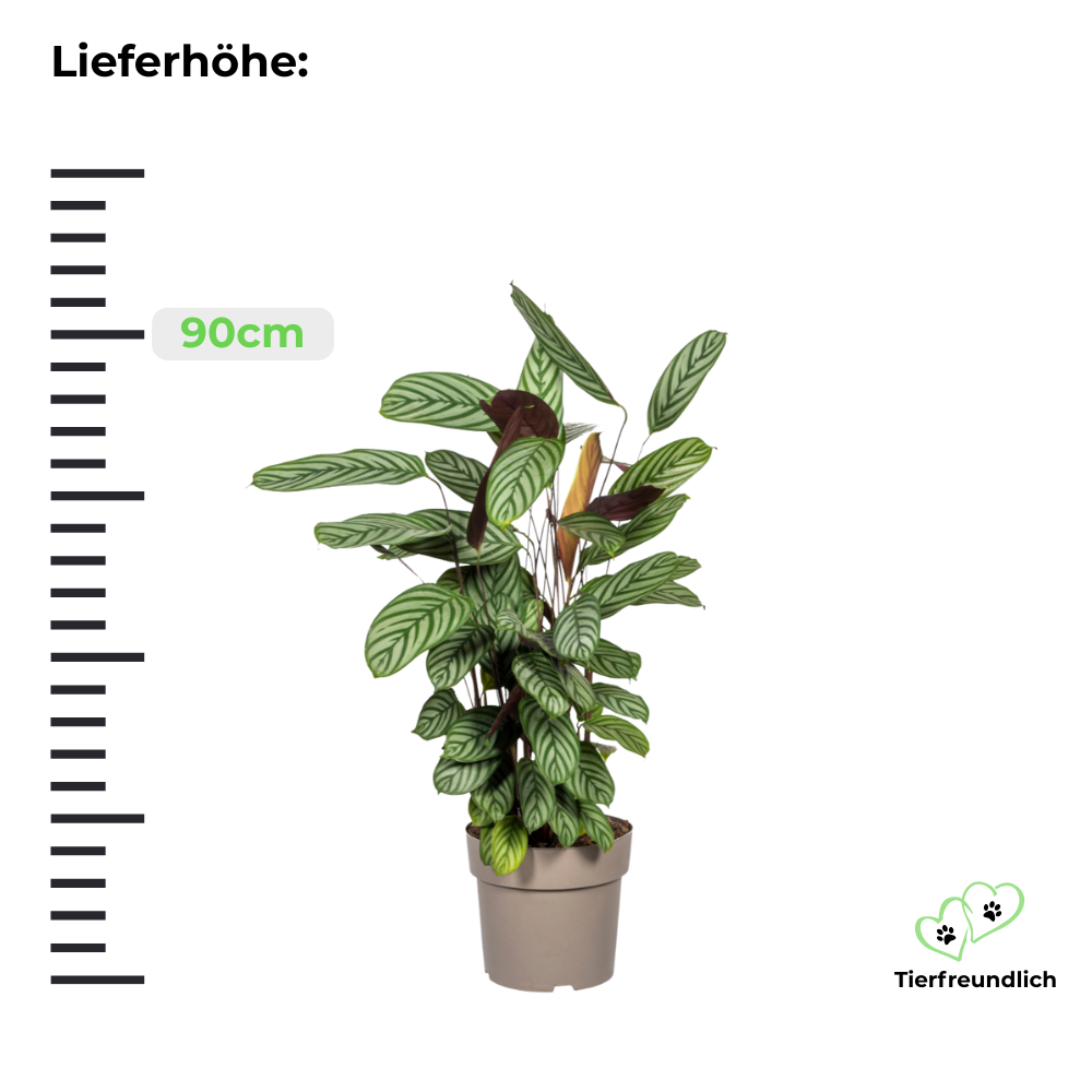 Calathea Oppenheimiana - ⭥90cm