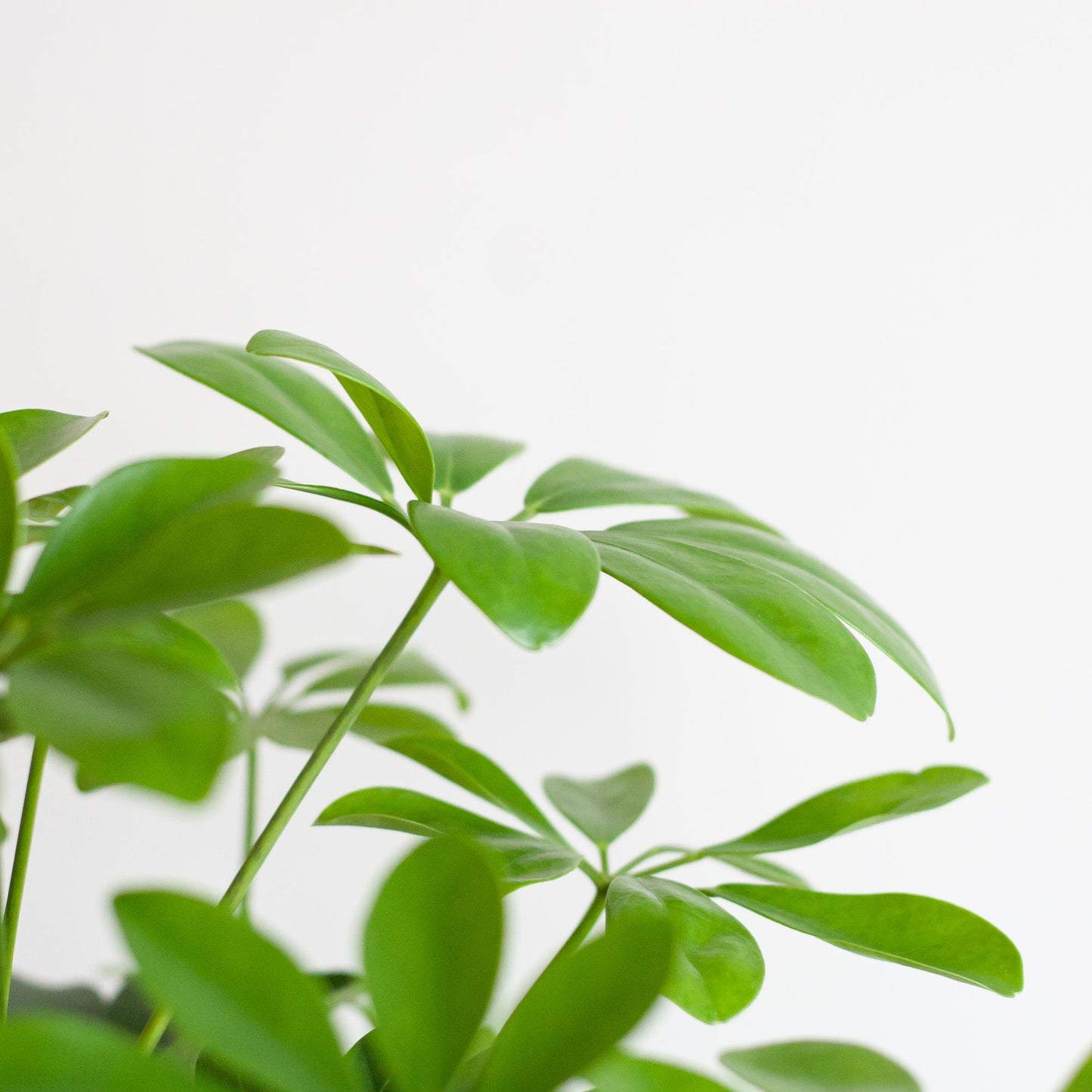 Schefflera Arab Nora - ⭥70cm - mit Pflanzkorb Sofia