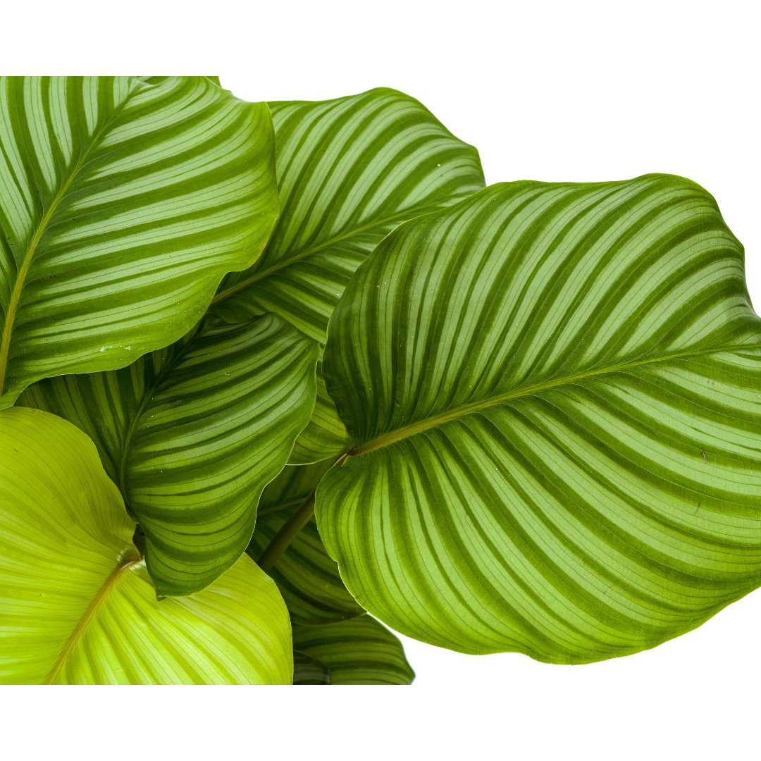 Calathea Orbifolia - ⭥75cm
