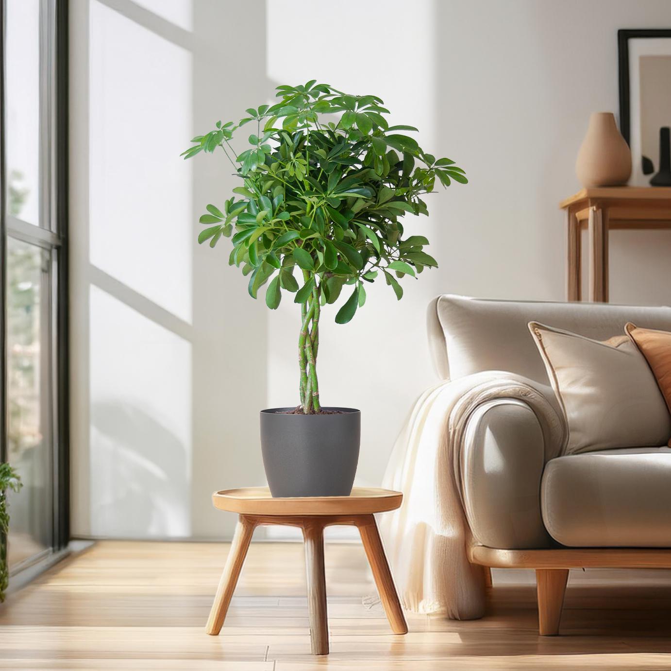 Schefflera Arab Nora - ⭥70cm - mit Pflanztopf Viber in Grau