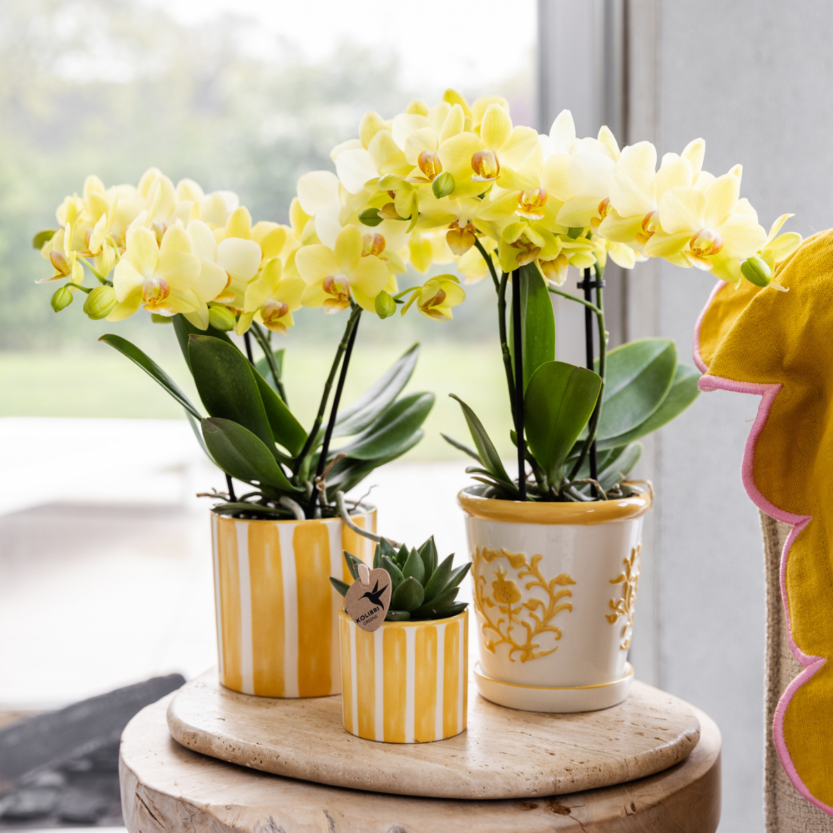 Gelbe Orchidee "Albenga" - ⭥35cm
