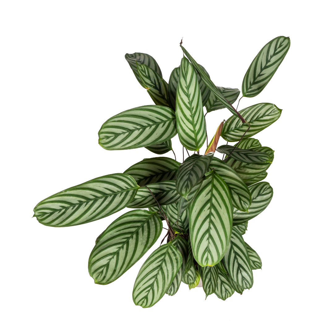 Calathea Oppenheimiana - ⭥90cm