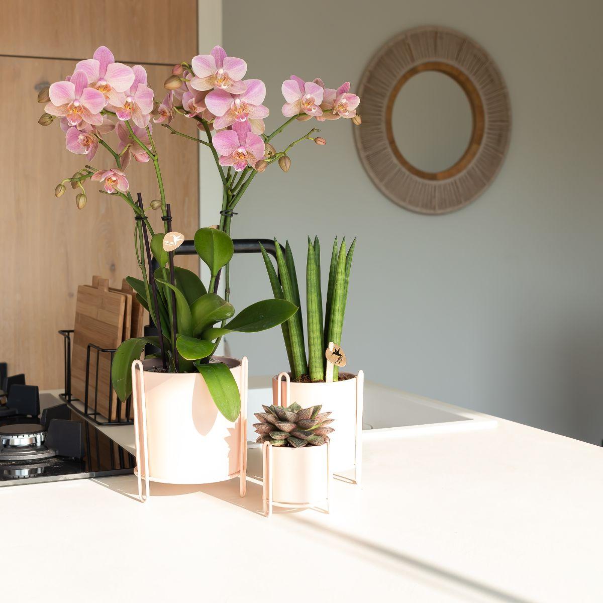 Altrosa Orchidee "Treviso" - ⭥35cm