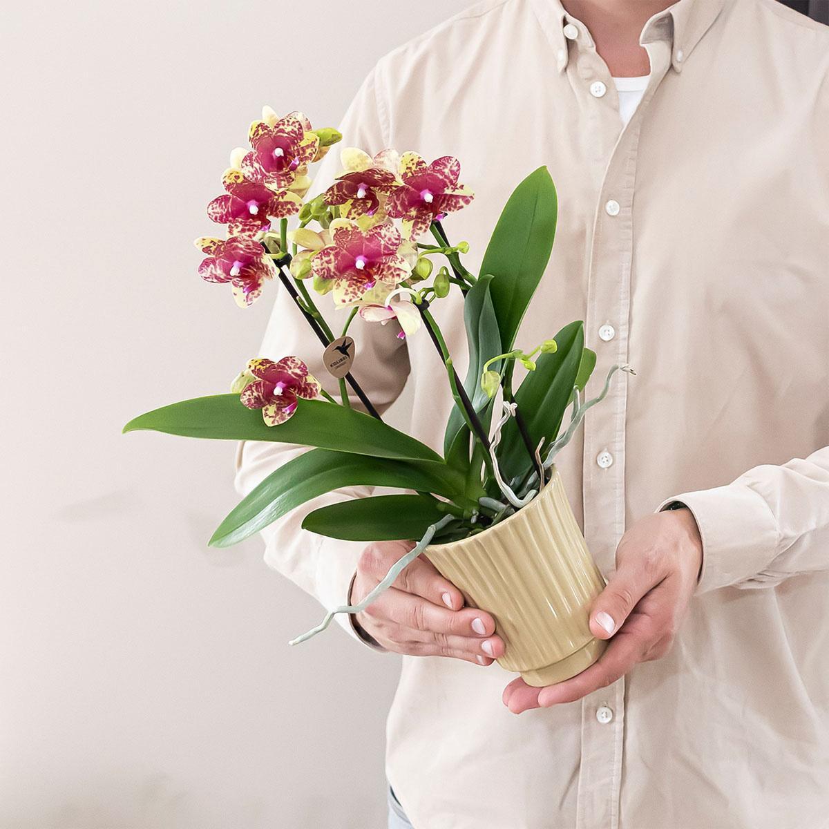 Orange/Gelbe Orchidee "Grosseto" - ⭥35cm