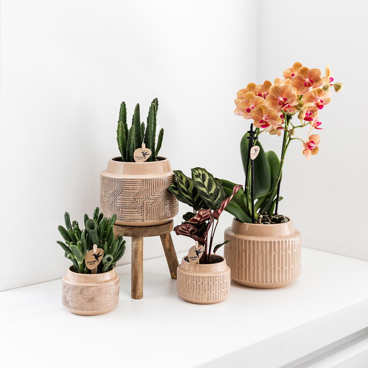 Sukkulente Stapelia - "Aasblume" - ⭥20cm