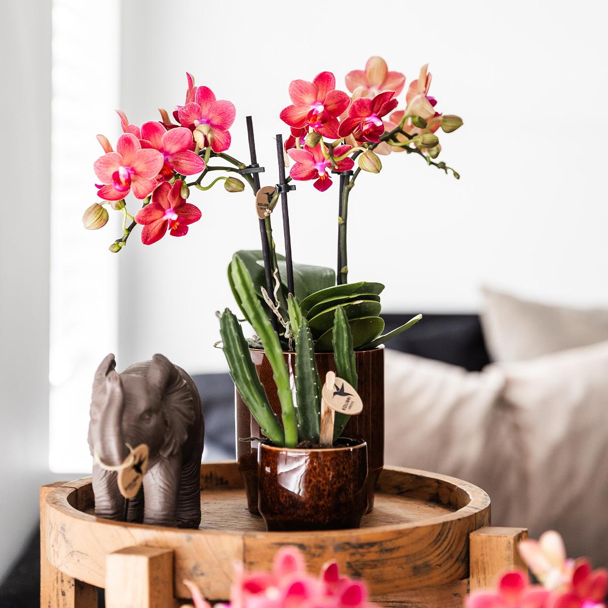 Sukkulente Stapelia - "Aasblume" - ⭥15cm