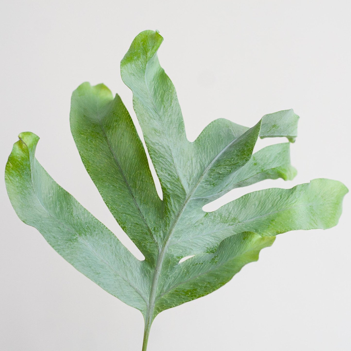 Phlebodium Aureum Blue Star - ⭥40cm - mit Pflanztopf Viber in Weiß