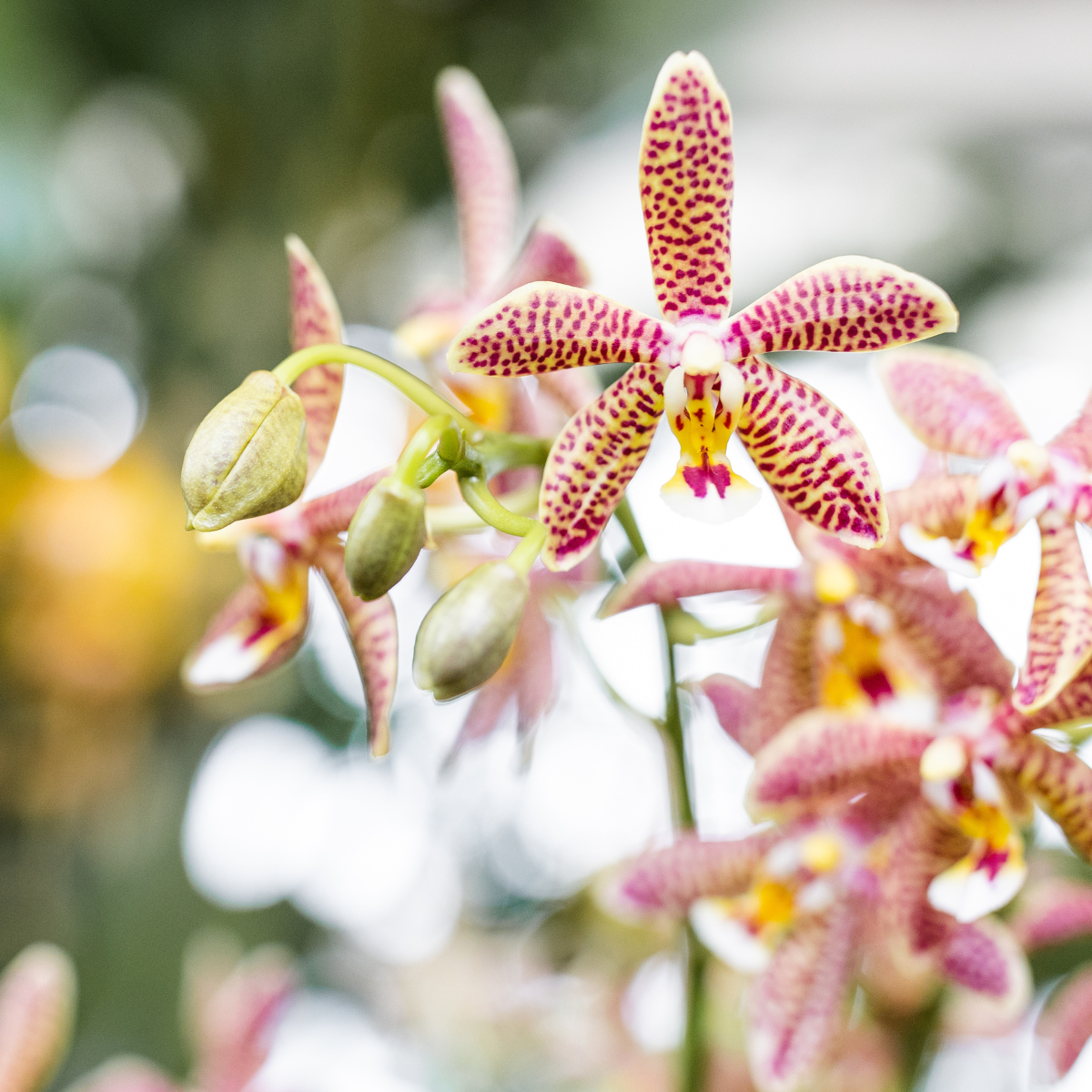 Orangene Orchidee "Spider" - ⭥35cm