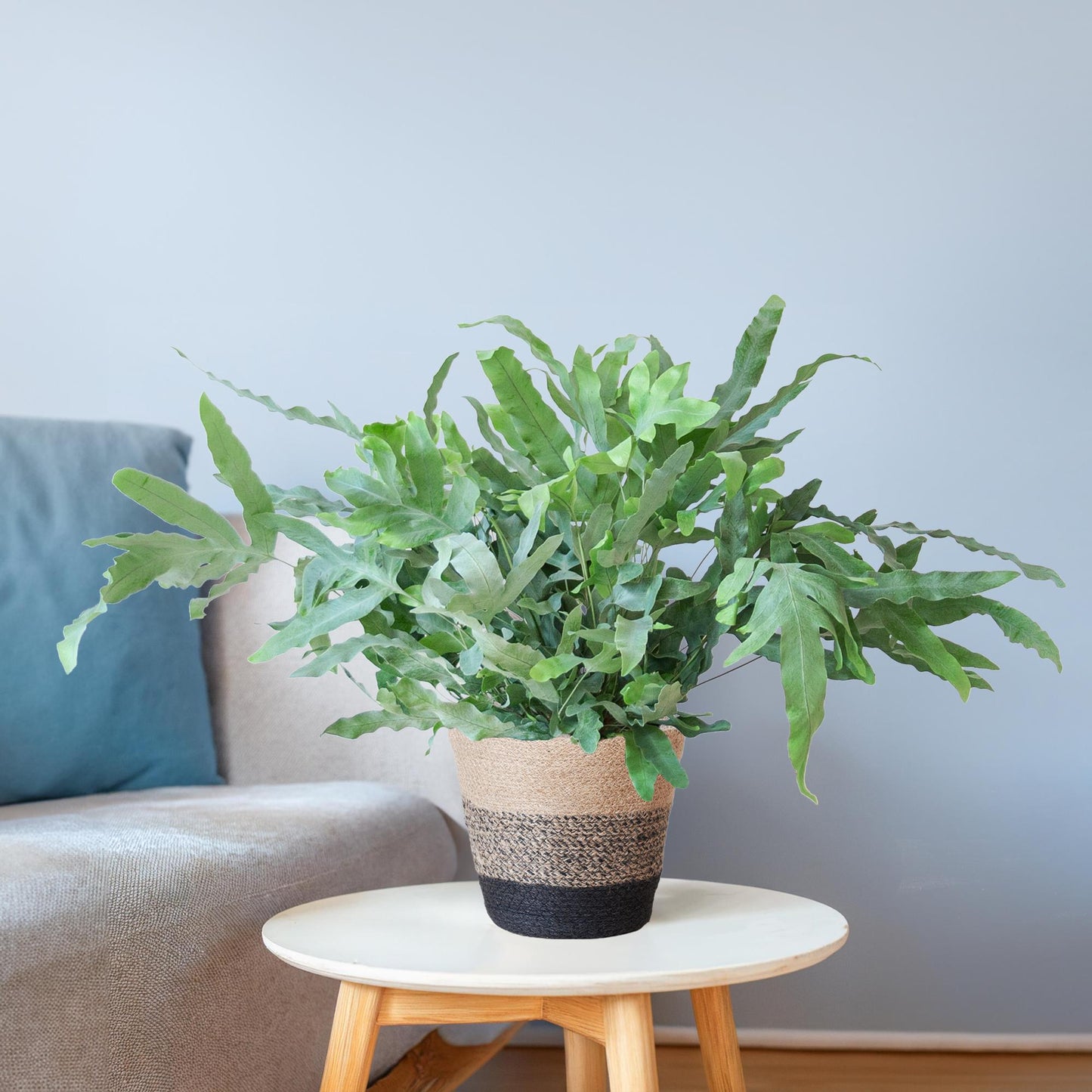 Phlebodium Aureum Blue Star - ⭥40cm - mit Pflanzkorb Lissabon in Schwarz