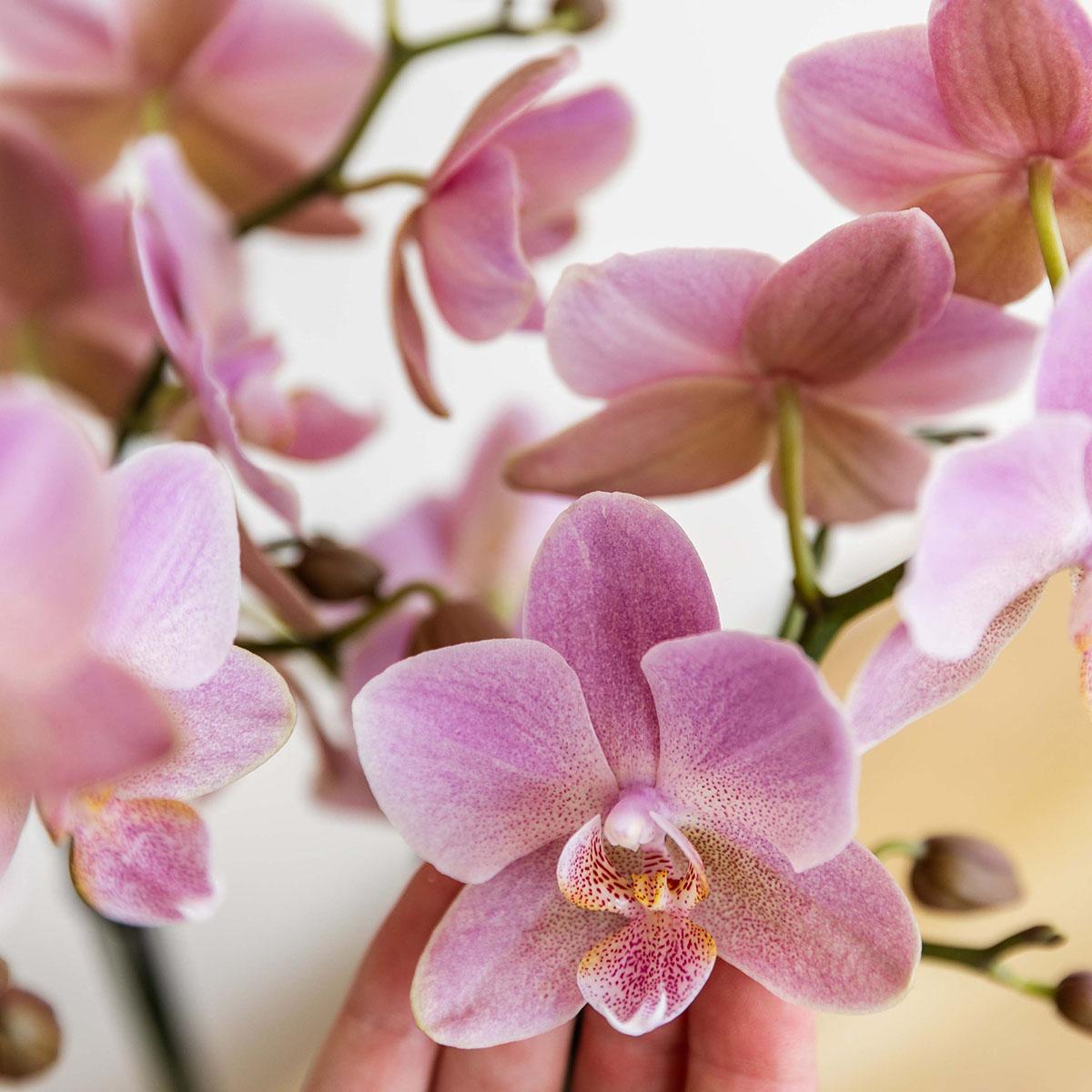 Altrosa Orchidee "Treviso" - ⭥35cm