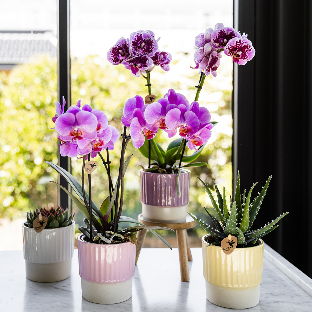 Violett/Rosa Schmetterlingsorchidee "Frederikstad" - ⭥35cm