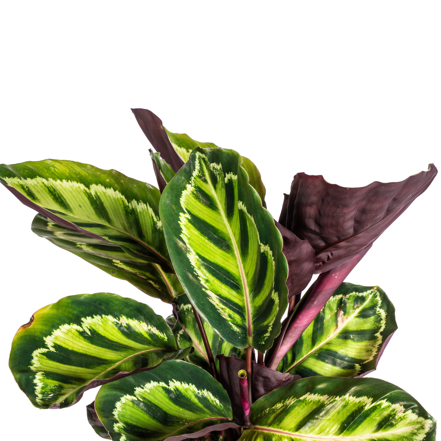 Calathea Roseopicta - ⭥45cm