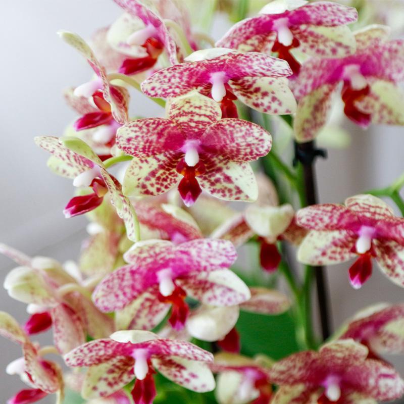 Orange/Gelbe Orchidee "Grosseto" - ⭥35cm