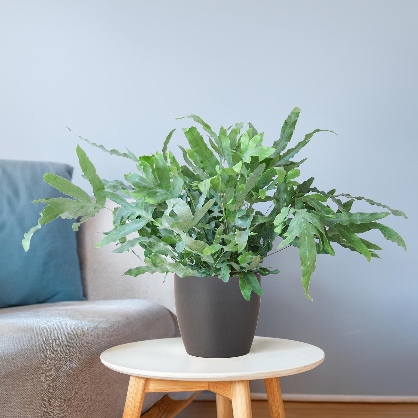 Phlebodium Aureum Blue Star - ⭥40cm - mit Pflanztopf Viber in Grau