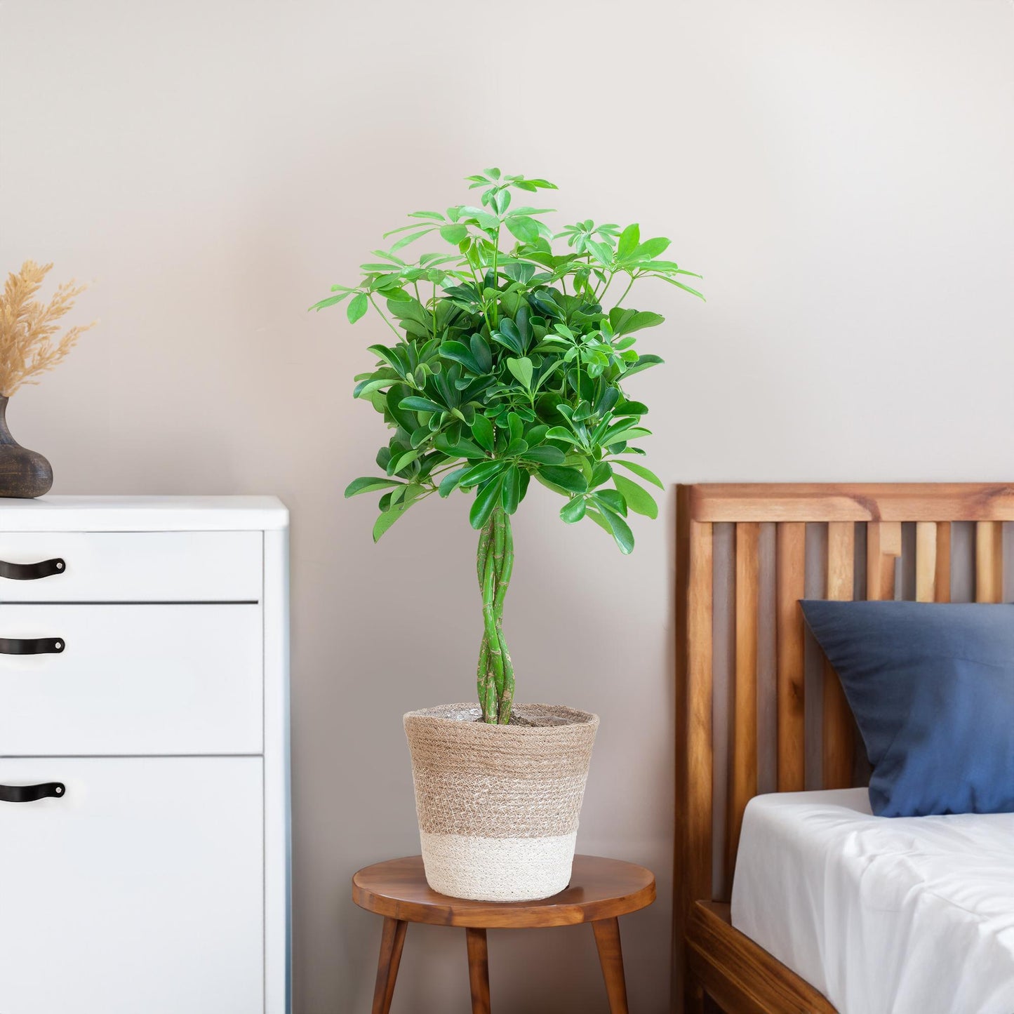 Schefflera Arab Nora - ⭥70cm - mit Pflanzkorb Lissabon in Weiß
