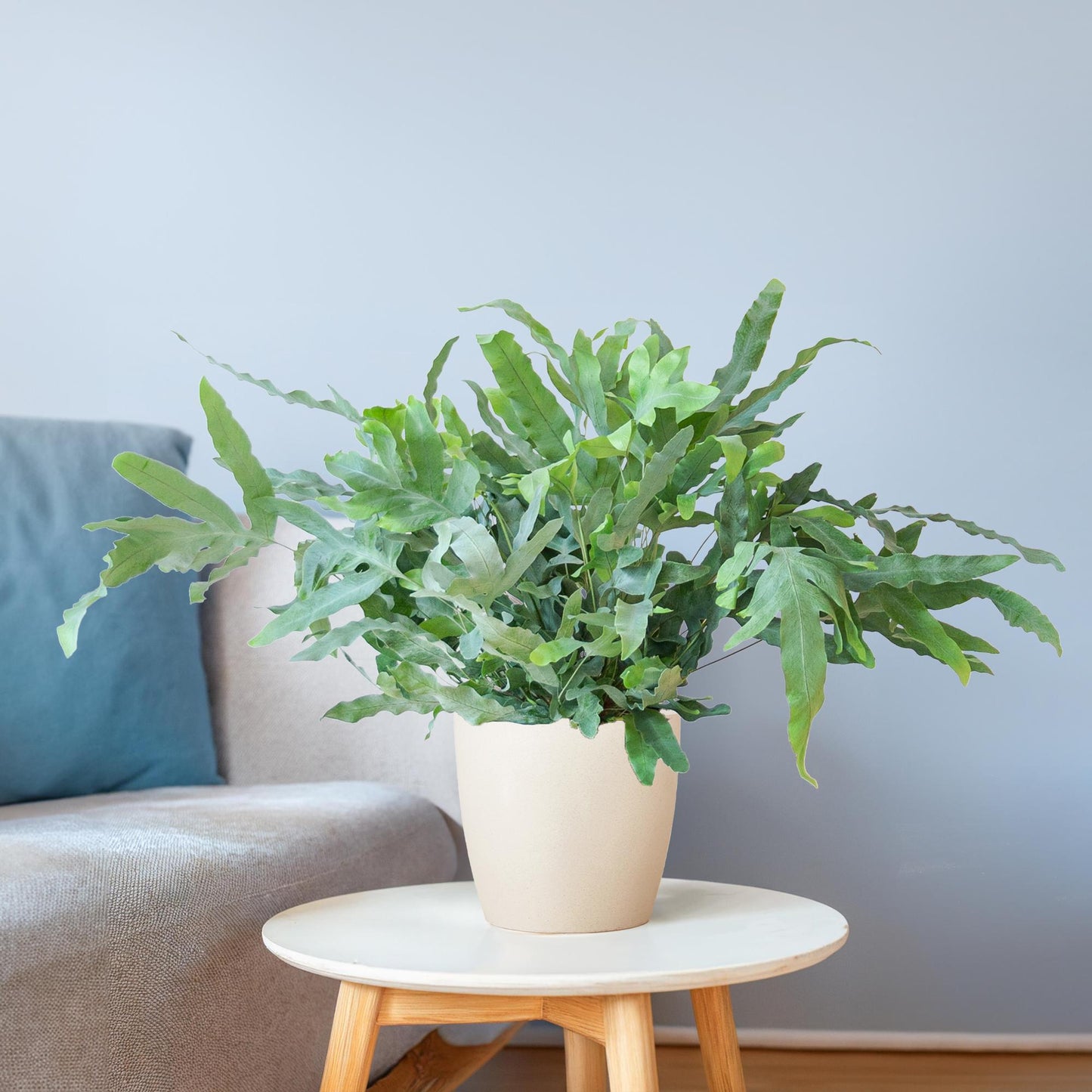 Phlebodium Aureum Blue Star - ⭥40cm - mit Pflanztopf Viber in Weiß