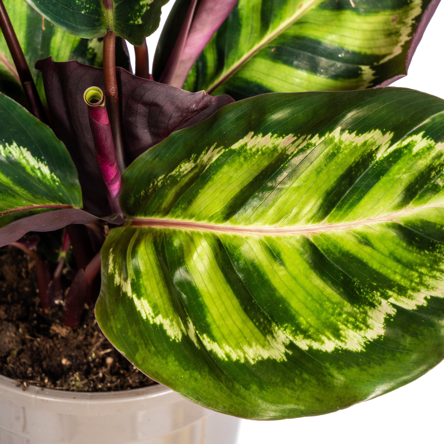 Calathea Roseopicta - ⭥45cm