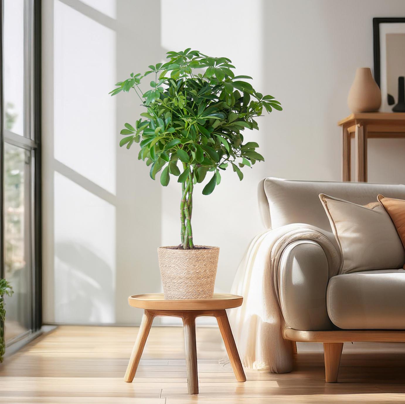 Schefflera Arab Nora - ⭥70cm - mit Pflanzkorb Sofia
