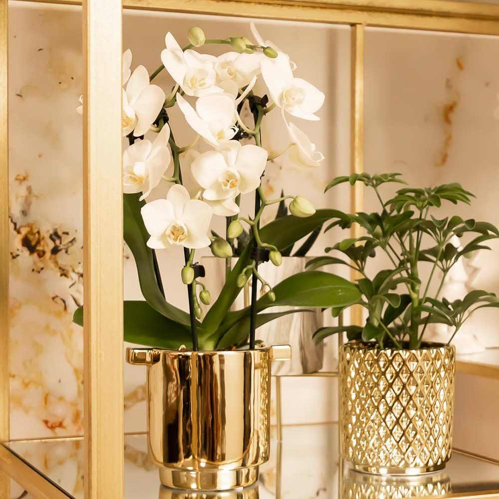 Weiße Orchidee "Niagara Fall" - ⭥35cm