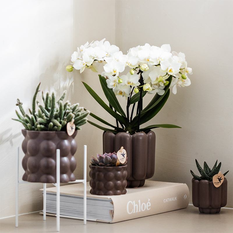 Weiße Orchidee "Zürich" - ⭥35cm
