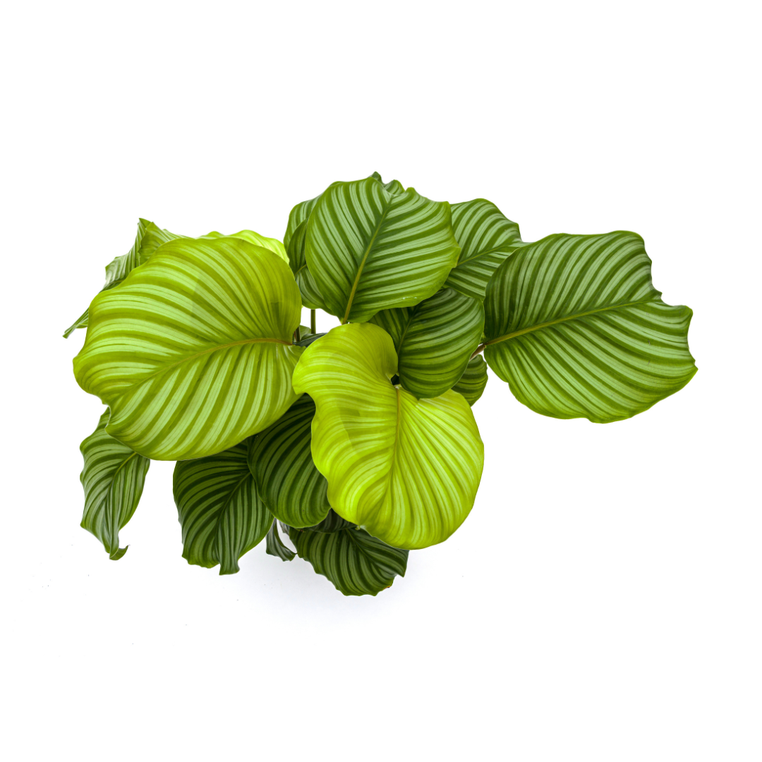 Calathea Orbifolia - ⭥75cm